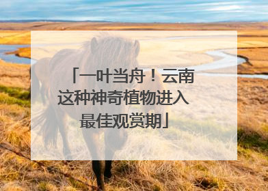 一叶当舟！云南这种神奇植物进入最佳观赏期